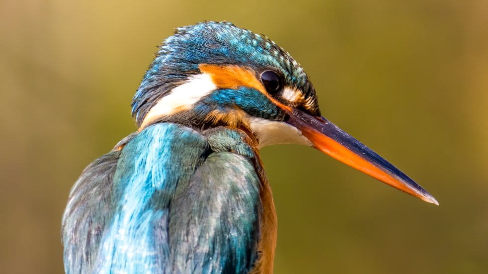 Kingfisher